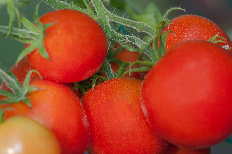 42 Days Tomato