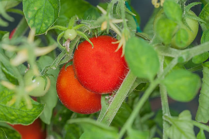 42 Days Tomato