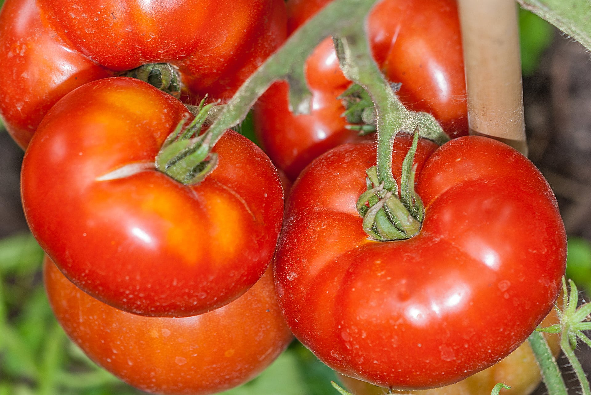 Tomatensorte Condine Red