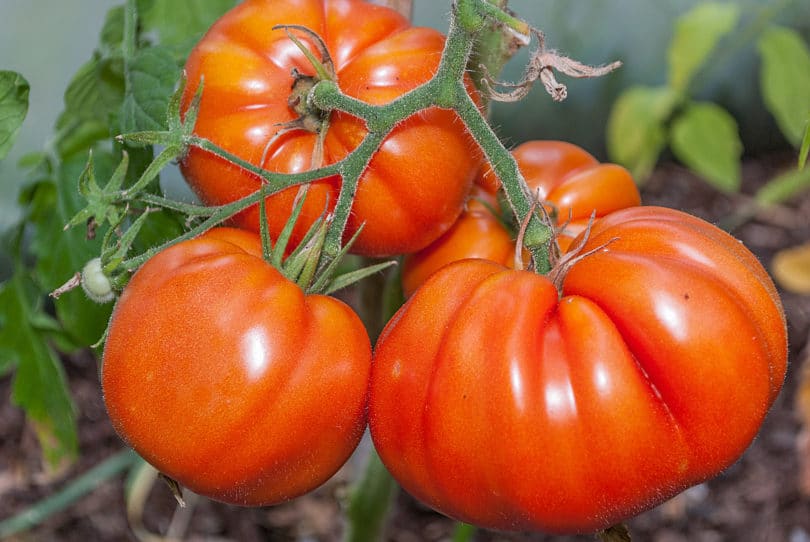 Tomatensorte Grimpante du Mexique