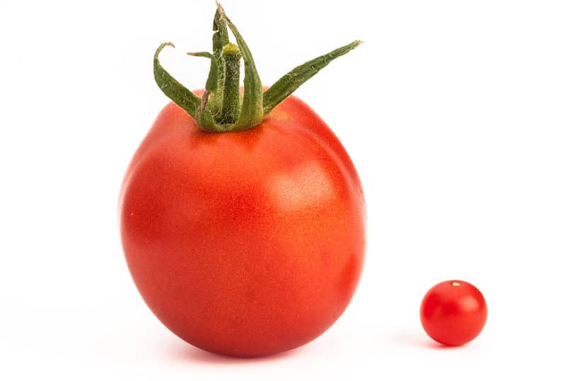 Die kleinste Tomate der Welt - Preiselbeertomate
