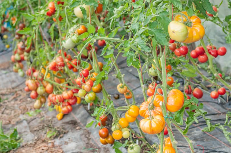 Verschiedene Tomatensorten im Folientunnel